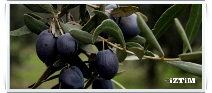 İznik Zeytin Ticaret Merkezi