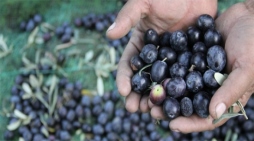 İznik Zeytin Ticaret Merkezi